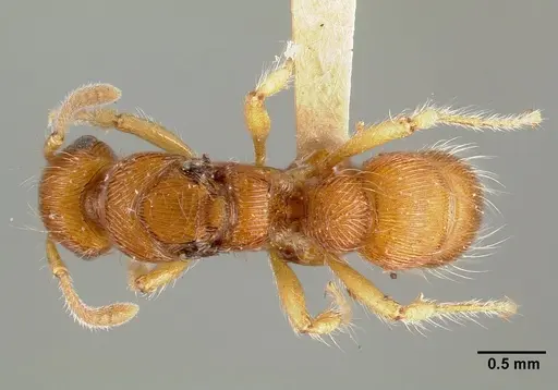 Gnamptogenys regularis - CASTYPE00616