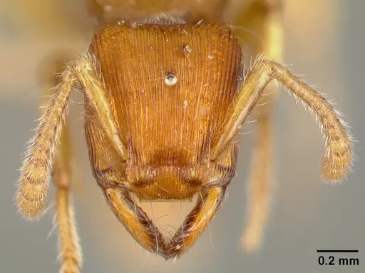 Gnamptogenys regularis - CASTYPE00616