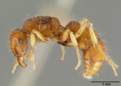 Gnamptogenys regularis - CASTYPE00616