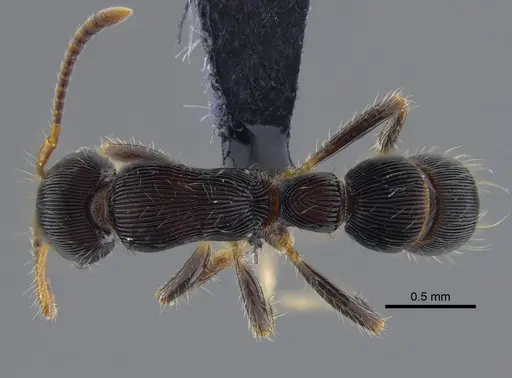 Gnamptogenys regularis - CBUMAGENT41749