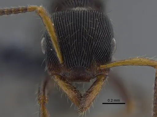 Gnamptogenys regularis - CBUMAGENT41749