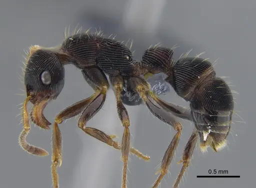 Gnamptogenys regularis - CBUMAGENT41749