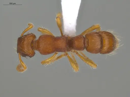 Gnamptogenys regularis - ECOFOG-GAL18-0129-14