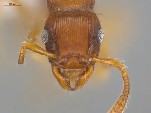 Gnamptogenys regularis - ECOFOG-GAL18-0129-14