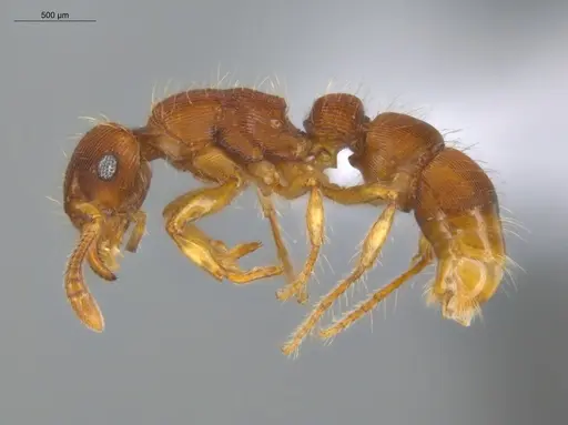 Gnamptogenys regularis - ECOFOG-GAL18-0129-14