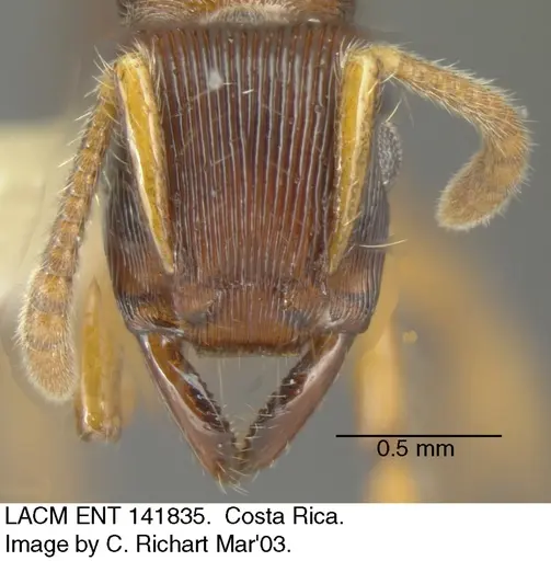Gnamptogenys regularis - LACMENT141835