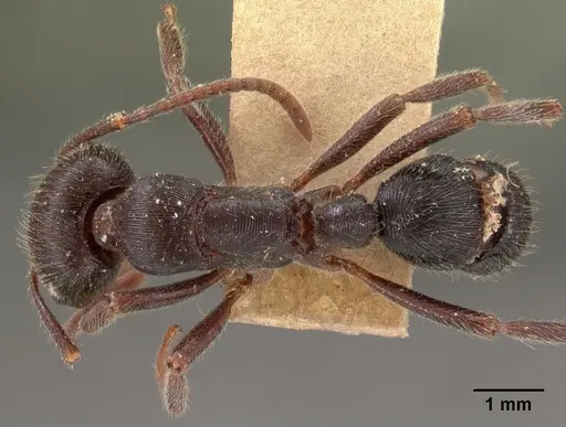 Gnamptogenys schmitti specimen