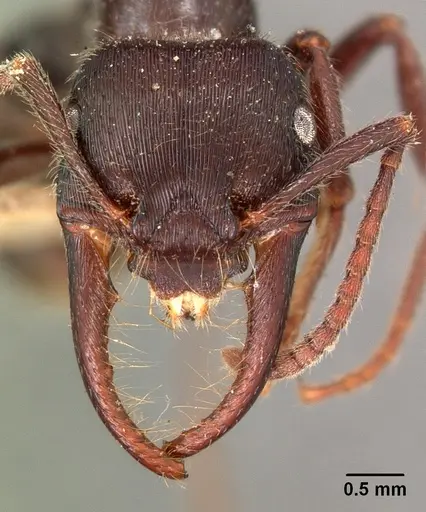 Gnamptogenys schmitti specimen