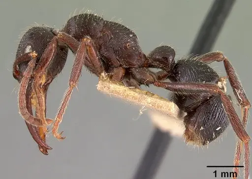 Gnamptogenys schmitti specimen