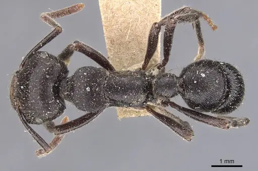 Gnamptogenys schmitti - CASENT0907193