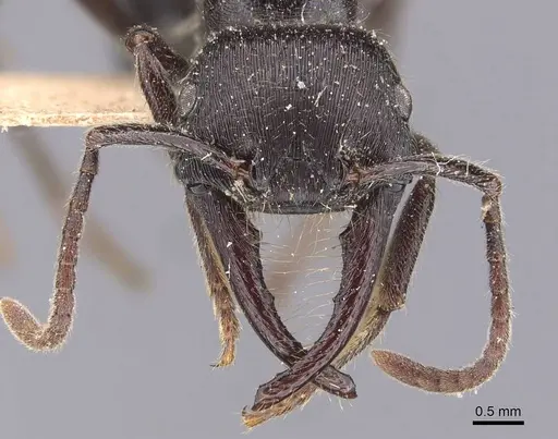 Gnamptogenys schmitti - CASENT0907193