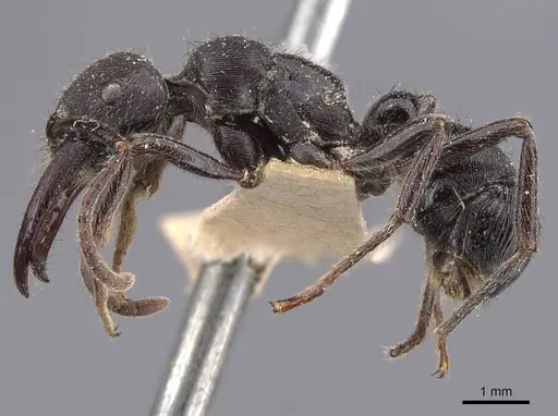 Gnamptogenys schmitti - CASENT0907193