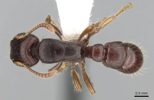 Gnamptogenys stellae specimen