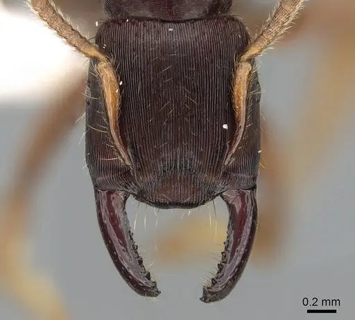 Gnamptogenys stellae specimen