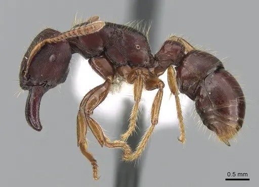 Gnamptogenys stellae specimen