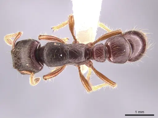 Gnamptogenys stellae - CASENT0640076