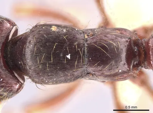 Gnamptogenys stellae - CASENT0640076