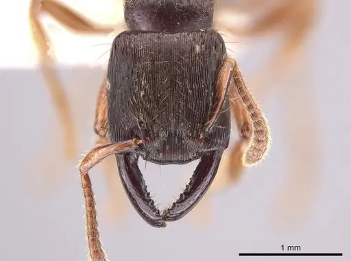 Gnamptogenys stellae - CASENT0640076