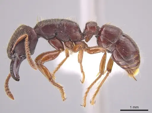 Gnamptogenys stellae - CASENT0640076