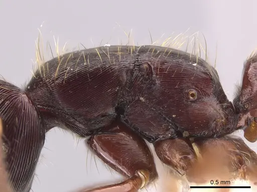 Gnamptogenys stellae - CASENT0640076