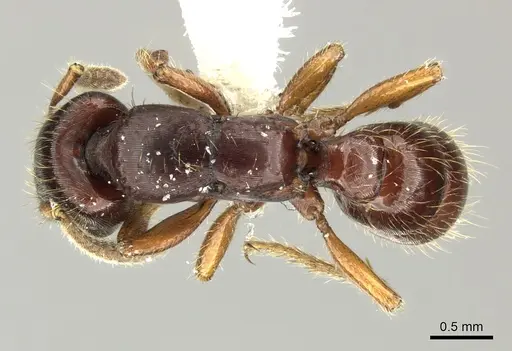 Gnamptogenys stellae - INB0003662341