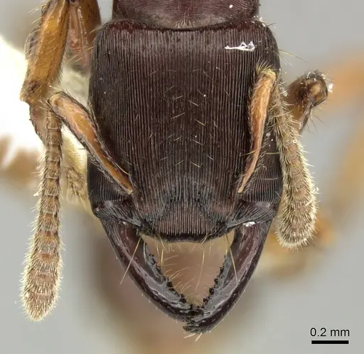 Gnamptogenys stellae - INB0003662341