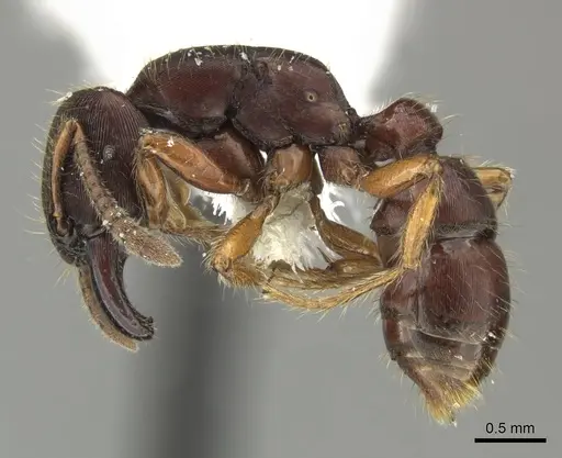 Gnamptogenys stellae - INB0003662341