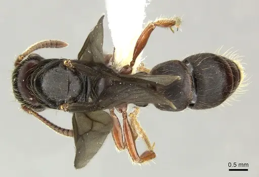 Gnamptogenys stellae - INB0003662391