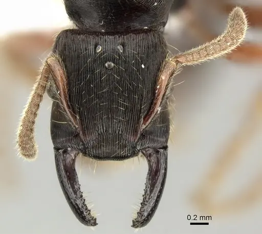 Gnamptogenys stellae - INB0003662391