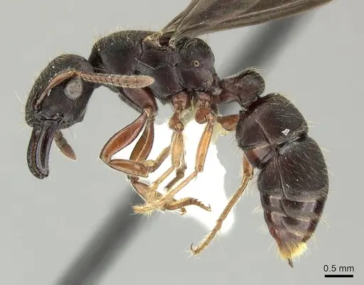 Gnamptogenys stellae - INB0003662391