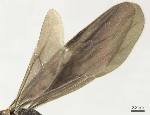 Gnamptogenys stellae - INB0003662391