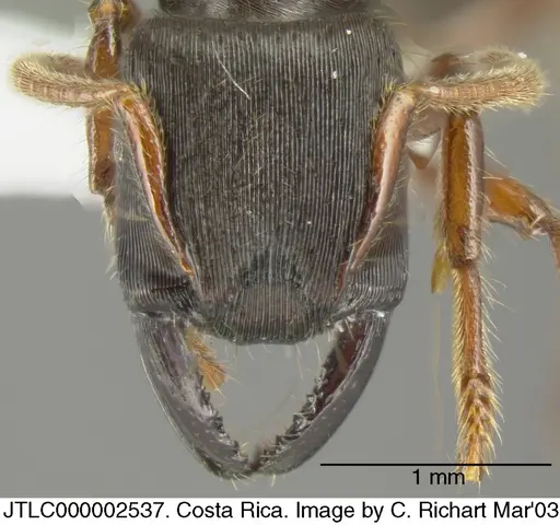 Gnamptogenys stellae - JTLC000002537