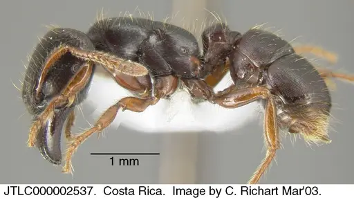 Gnamptogenys stellae - JTLC000002537