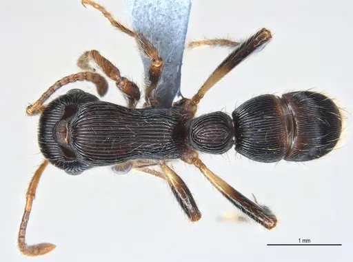 Gnamptogenys sulcata specimen