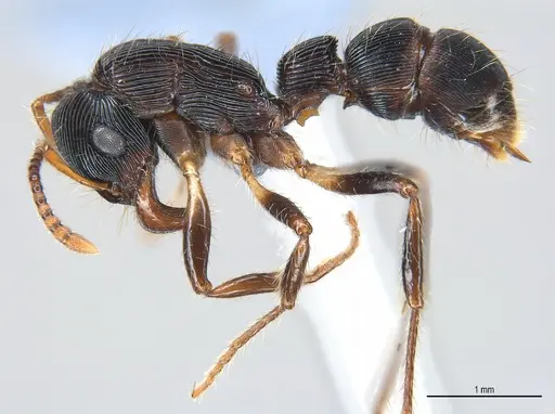 Gnamptogenys sulcata specimen