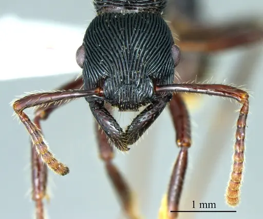 Gnamptogenys tortuolosa specimen