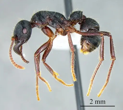 Gnamptogenys tortuolosa specimen