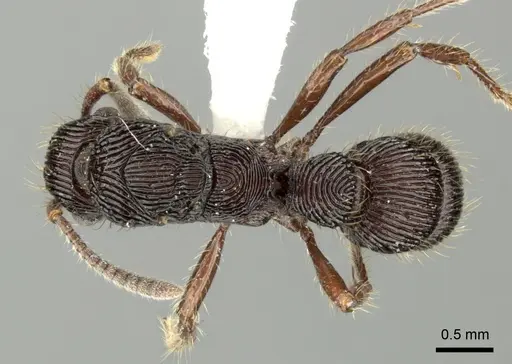 Gnamptogenys volcano specimen