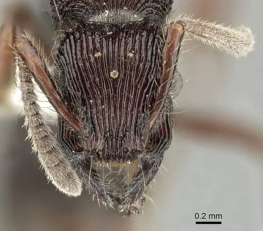 Gnamptogenys volcano specimen