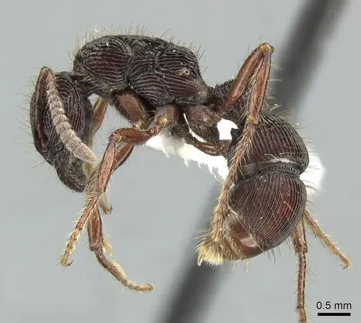 Gnamptogenys volcano specimen