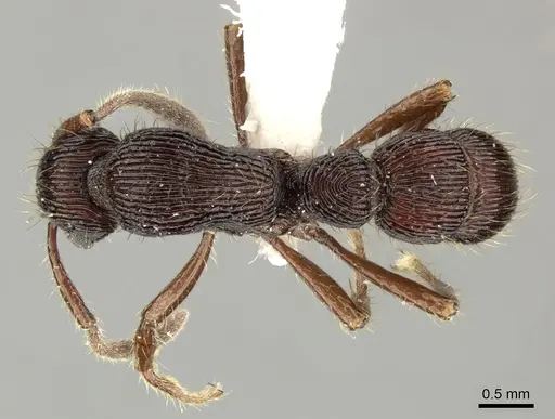 Gnamptogenys volcano - INBIOCRI001281044