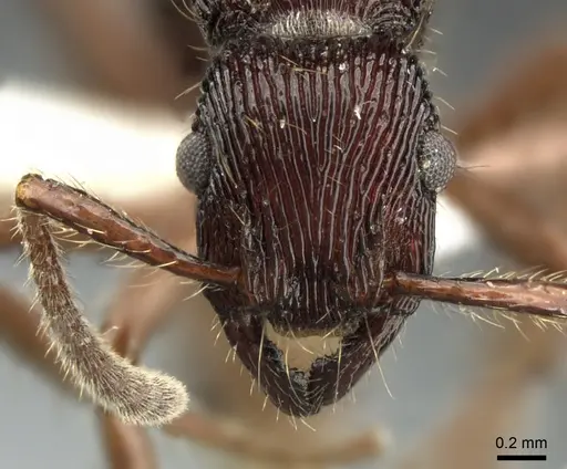 Gnamptogenys volcano - INBIOCRI001281044