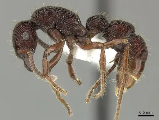 Gnamptogenys volcano - INBIOCRI001281044