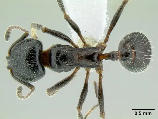 Goniomma blanci specimen