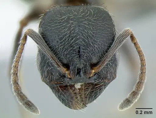 Goniomma blanci specimen