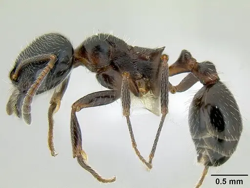 Goniomma blanci specimen