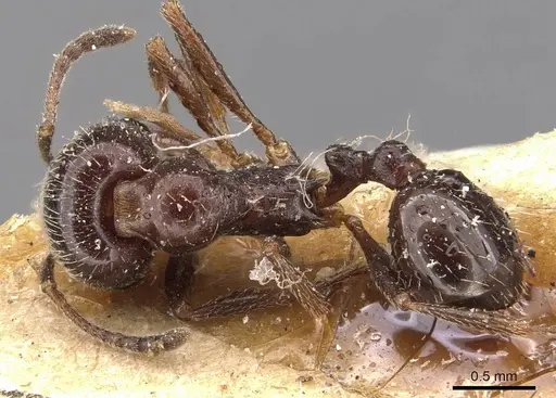 Goniomma blanci - CASENT0907756