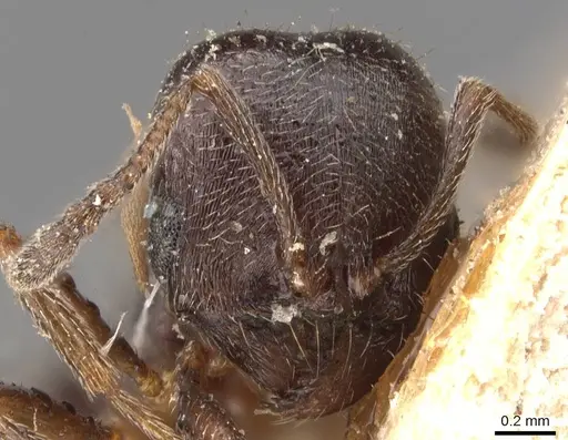 Goniomma blanci - CASENT0907756