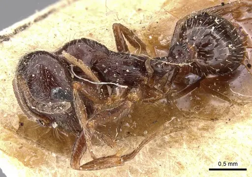 Goniomma blanci - CASENT0907756