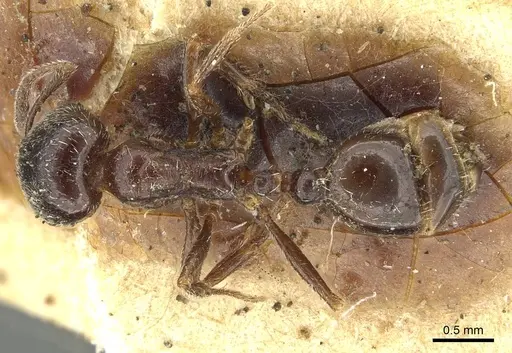 Goniomma blanci - CASENT0913651